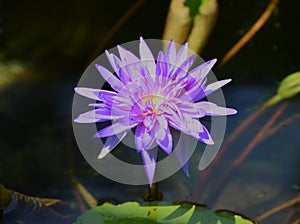 Purple waterlily blooming in pond