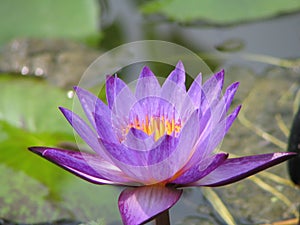 Purple waterlily closeup