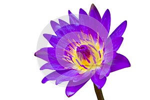 Purple waterlily isolated on white