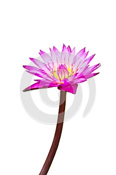 Purple waterlily with yellow center isolated on background, clipping path included