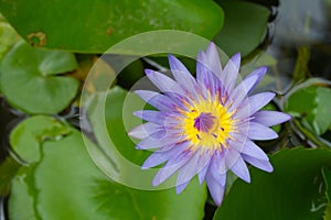Purple waterlily with yellow center in the pond