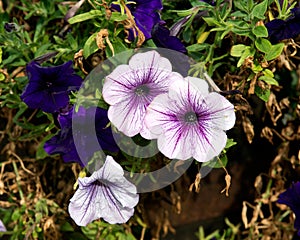 Purple wave petunia in garden