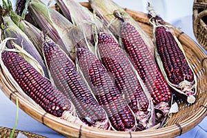 Purple waxy corn in basket on white background.