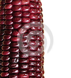 Purple Waxy Corn isolated on white background