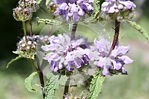 Purple weed flower in the garden in summer