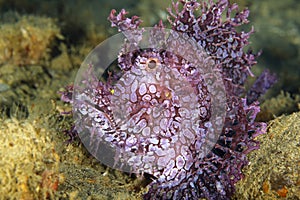 Purple Weedy Scorpionfish photo