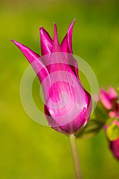 Purple wet tulip