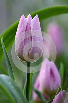 Purple wet tulips