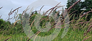 Purple wheat Robinsons Island Prince Edward Island