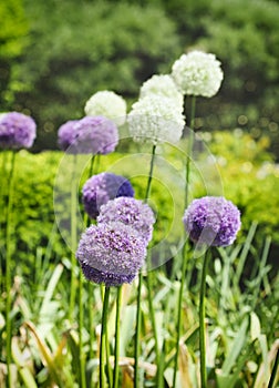 Purple and white alium onion flowers photo