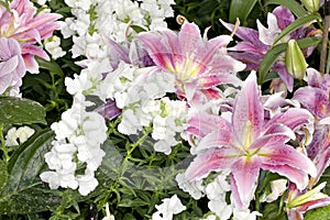 Purple and white Asiatic Lilies