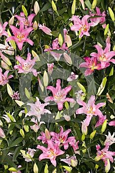 Purple and white Asiatic Lilies flowers