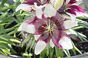 Purple and white Asiatic lilly