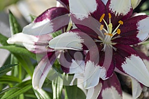 Purple and white Asiatic lilly