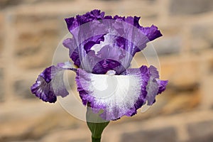 Purple and White Bearded Iris Flower