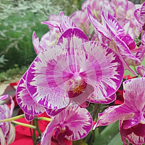 Purple and white beautiful orchids with yellow inside
