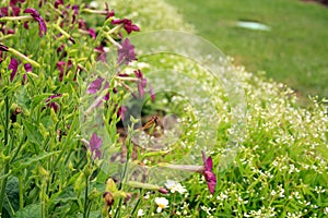 Purple and white boarder flowers side