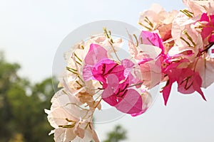 Purple White Bougainvillea Flower