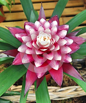 Purple and white Bromelia flower