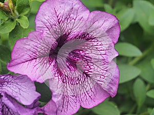 Purple and white buds of Petunia flowers. Floriculture. Gardening photo
