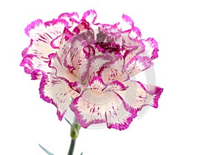 Purple and white carnation