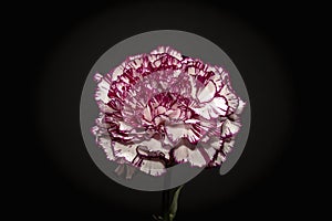 Purple and white carnation summer flower