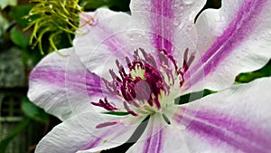 Purple and White Clematis - Nelly Moser