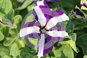 Purple white colors petunia flowers blooming under daylight. beautiful floral background with green leaves.