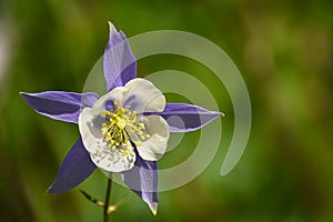 Purple and White Columbine