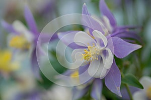 Purple and white columbine flower
