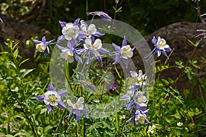 Purple and White Columbines