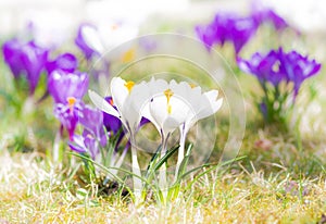 Purple and white corcus flowers in the grass