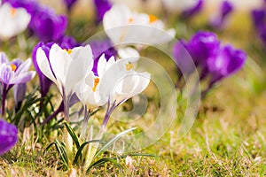 Purple and white corcus flowers in the grass