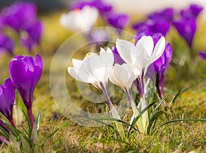 Purple and white corcus flowers in the grass