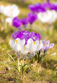 Purple and white corcus flowers in the grass