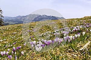 Purple and white Crocus alpine flowers blooming on spring on Alps