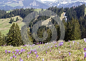 Purple and white Crocus alpine flowers blooming on spring on Alps