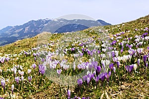 Purple and white Crocus alpine flowers blooming on spring on Alps