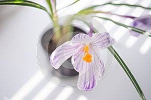 Purple white crocus flower closeup in a pot on the sunny windowsill