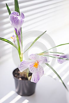 Purple white crocus flower closeup in a vase on the windowsill