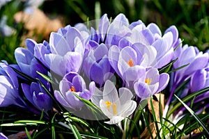 Purple and white crocus flowers