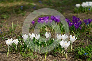 Purple and white crocus flowers bloom