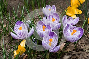 Purple/white crocus flowers