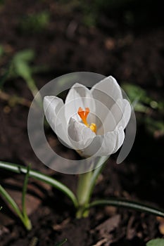 Purple and white crocuses. Bright primroses. The first messengers of spring. Small flowers