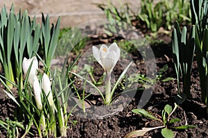 Purple and white crocuses. Bright primroses. The first messengers of spring. Small flowers