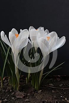 Purple and white crocuses. Bright primroses. The first messengers of spring. Small flowers