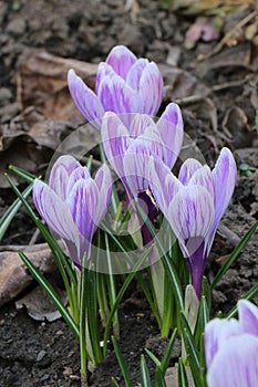 Purple and white crocuses. Bright primroses. The first messengers of spring. Small flowers