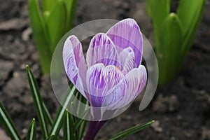 Purple and white crocuses. Bright primroses. The first messengers of spring. Small flowers