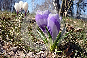 Purple and white crocuses in early spring in the garden, first spring flowers