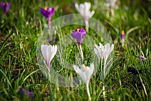 Purple and white crocuses on green grass hill